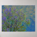 Search for poplar tree Sky