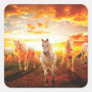 Search for horse stickers Beautiful horses