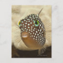 Search for up and fish postcards Outdoors