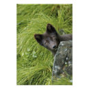 Search for lagopus posters Mammal