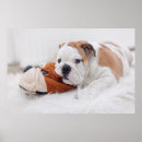 Search for pampering posters Puppy