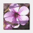 Search for geranium magnets Floral