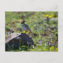 Search for larks postcards Wildlife