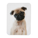 Search for pug magnets Baby
