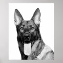 Search for german shepherd photo posters Dog