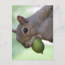 Search for full postcards Wildlife