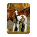 Search for foal magnets Water