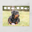 Search for rotweiller postcards Puppies