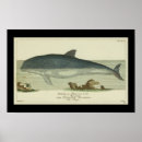 Search for mammals art Creature