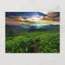 Search for tea postcards Plantation
