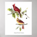 Search for audubon posters Birds