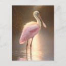Search for roseate postcards Wildlife