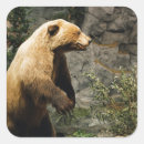Search for bear hunting stickers Wildlife