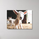 Search for young animal canvas prints Lamb
