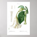Search for trumpet posters Flowers