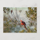 Search for waxing postcards Nature