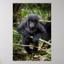 Search for gorilla posters Rwanda