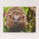 Search for hedgehog puzzles Nature