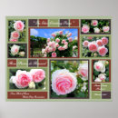Search for rosa art Pink rose