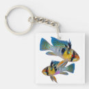 Search for rams Cichlid