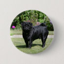 Search for black pug badges Looking at camera