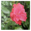 Search for english rose tiles Flowers