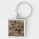 Search for cubs key rings Cheetah