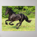 Search for black friesian horse posters Running
