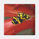 Search for frog magnets Outdoors
