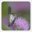 Search for ruby throated hummingbird stickers Archilochus colubris