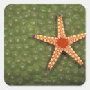 Search for algae stickers Sealife