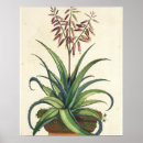 Search for vera posters Botanical