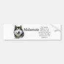 Search for malamute bumper stickers Alaskan