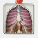 Search for lungs christmas tree decorations Vertical