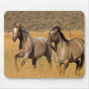 Search for herd electronics Ranch
