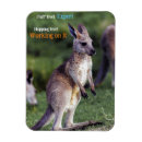 Search for kangaroo magnets Wildlife