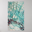 Search for electron micrography posters Botany
