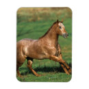 Search for grassy magnets Horse