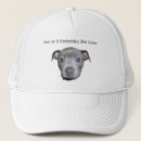 Search for bulls hats Dog