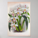 Search for orchid posters Vintage orchids