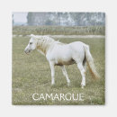 Search for stallion magnets Grey