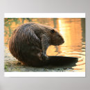 Search for beavers posters Cute