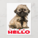 Search for shih postcards Puppies