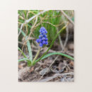 Search for hyacinth puzzles Floral
