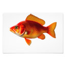 Search for red fish posters Aquatic