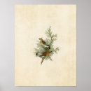 Search for cedar Audubon