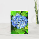 Search for hydrangea note cards Flowers