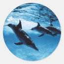 Search for fish image stickers Horizontal