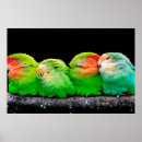 Search for canary posters Canaries