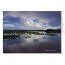 Search for orinoco River